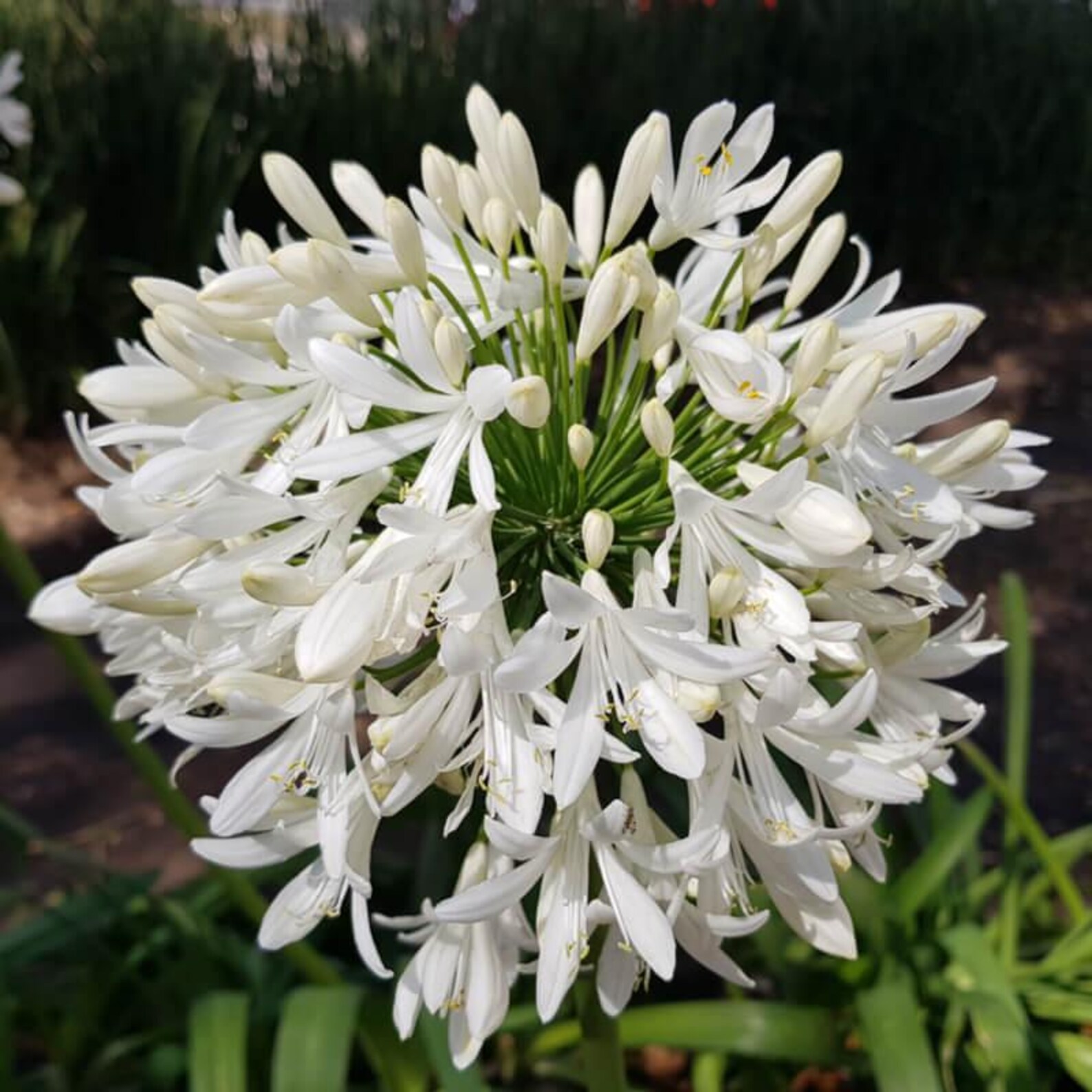 White African Lily / Agapanthus 40+ Seeds | 0.3 G, High Germination - Etsy