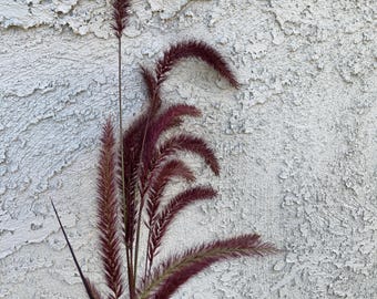 FRESH Purple Fountain Grass with Lavender Stems - Natural, Rustic Home Decor Filler