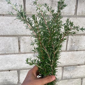 May include: A bunch of fresh rosemary sprigs with green leaves and brown stems.