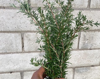 Fresh Organic Rosemary Sprigs, 14 Stems, 8-12 inches long, Never sprayed with chemicals