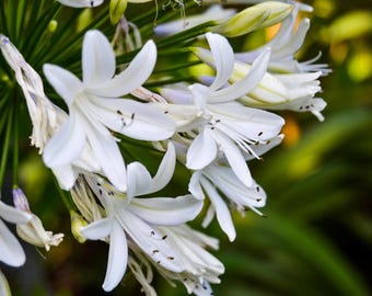 Hyacinth Orchid, Chinese Ground Orchid, Bletilla striata, strong roots, BareRoot.