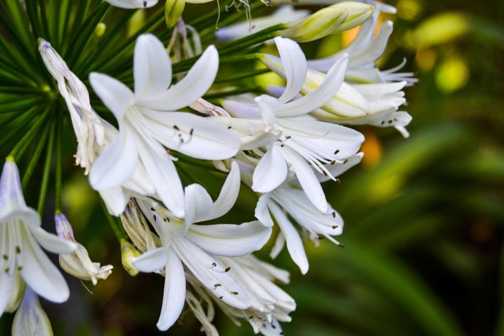 White African Lily / Agapanthus 40+ Seeds | 0.3 g, High Germination