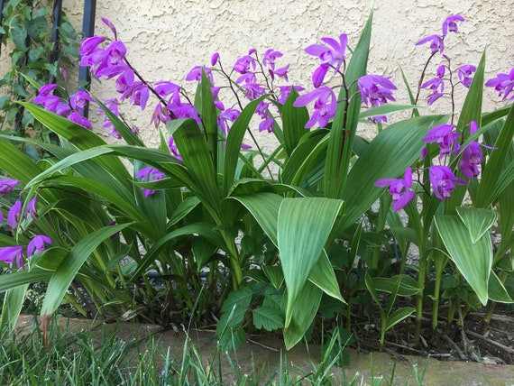 Hyacinth Orchid, Chinese Ground Orchid, Bletilla striata, strong roots, BareRoot.