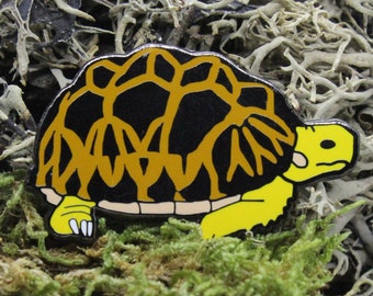 Star Tortoise Enamel Pin