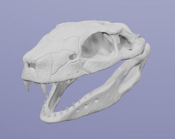 Llanosuchus tamaensis Skull – 3D Printable STL File | Prehistoric Reptile Fossil Model | Paleoart | Digital Download