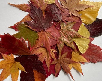 30+ SMALL pressed, dried autumn leaves, 30 + leaves perfect for wedding decor and crafting