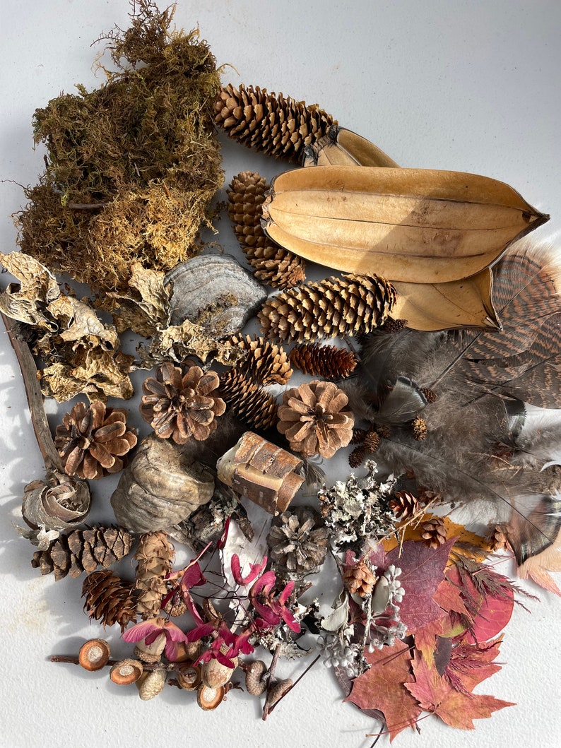 Op de afbeelding: Een verzameling natuurlijke elementen, waaronder dennenappels, gedroogde bladeren, veren, mos en zaaddozen. Deze items zijn perfect voor knutselen, decoreren of om een ​​natuurlijke touch aan je huis toe te voegen.