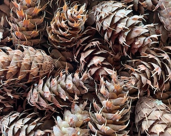35 + small Douglas Fir cones, wonderful for decor and crafting
