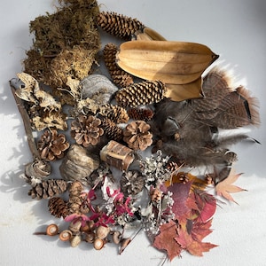 Op de afbeelding: Een verzameling natuurlijke elementen, waaronder dennenappels, veren, bladeren, eikels en mos. De items zijn gerangschikt op een wit oppervlak.