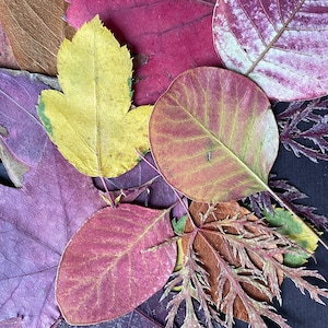 30+ dried, pressed autumn leaves perfect for wedding decor, crafting, wreath making