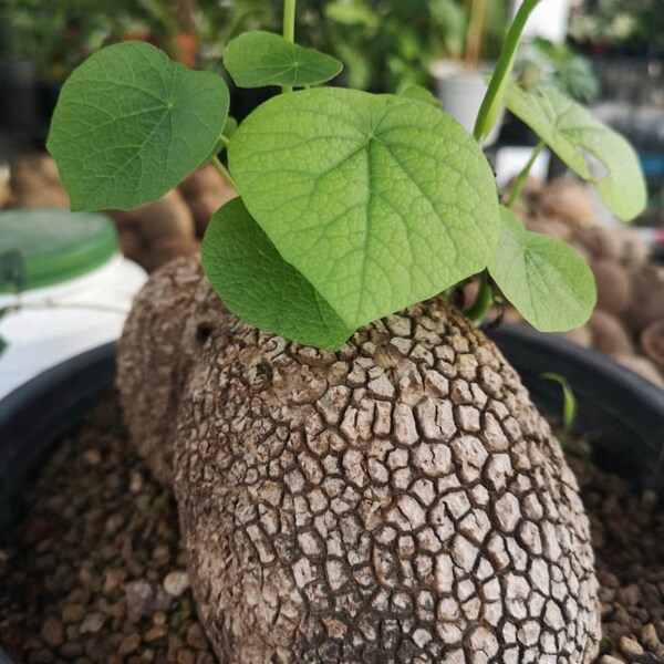 Stephania suberosa- aligator skin caudex- FREE SHIPPING!