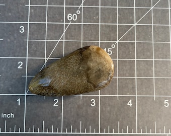 Petoskey / Charlevoix combo fossil stone