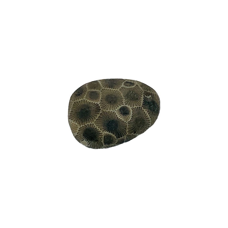 Petoskey Stone Tumbled and Naturally Polished choose your size image 3