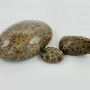 Petoskey Stone - Tumbled and Naturally Polished - choose your size