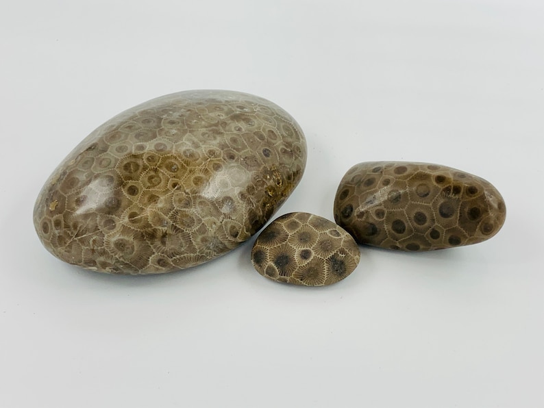 Petoskey Stone Tumbled and Naturally Polished choose your size image 1