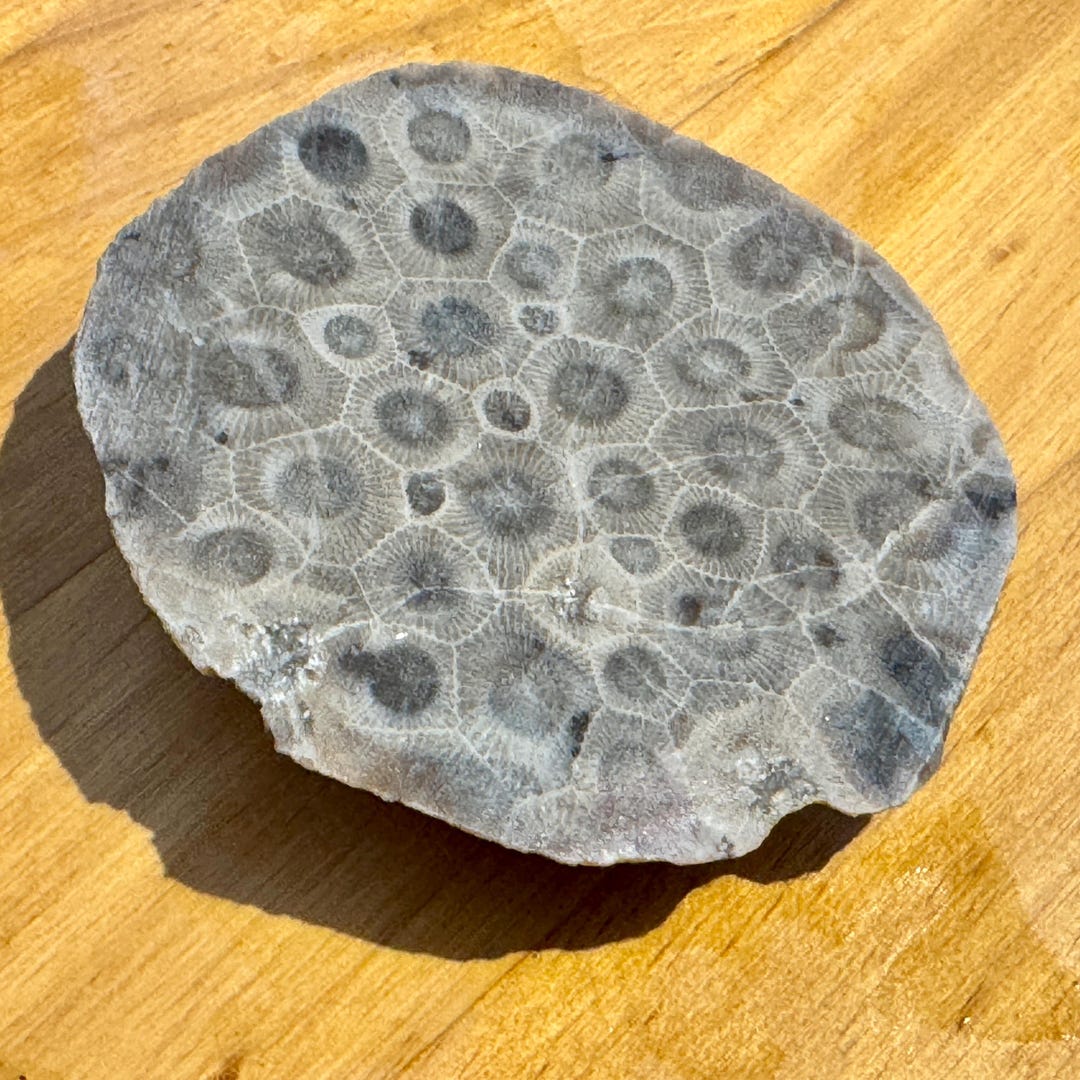 Petoskey Stone End Cuts DIY Specimen - Etsy