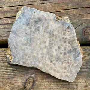 Petoskey Stone Slab for Lapidary and Jewelry projects