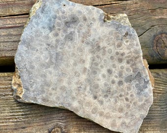 Petoskey Steinplatte für Lapidar- und Schmuckprojekte