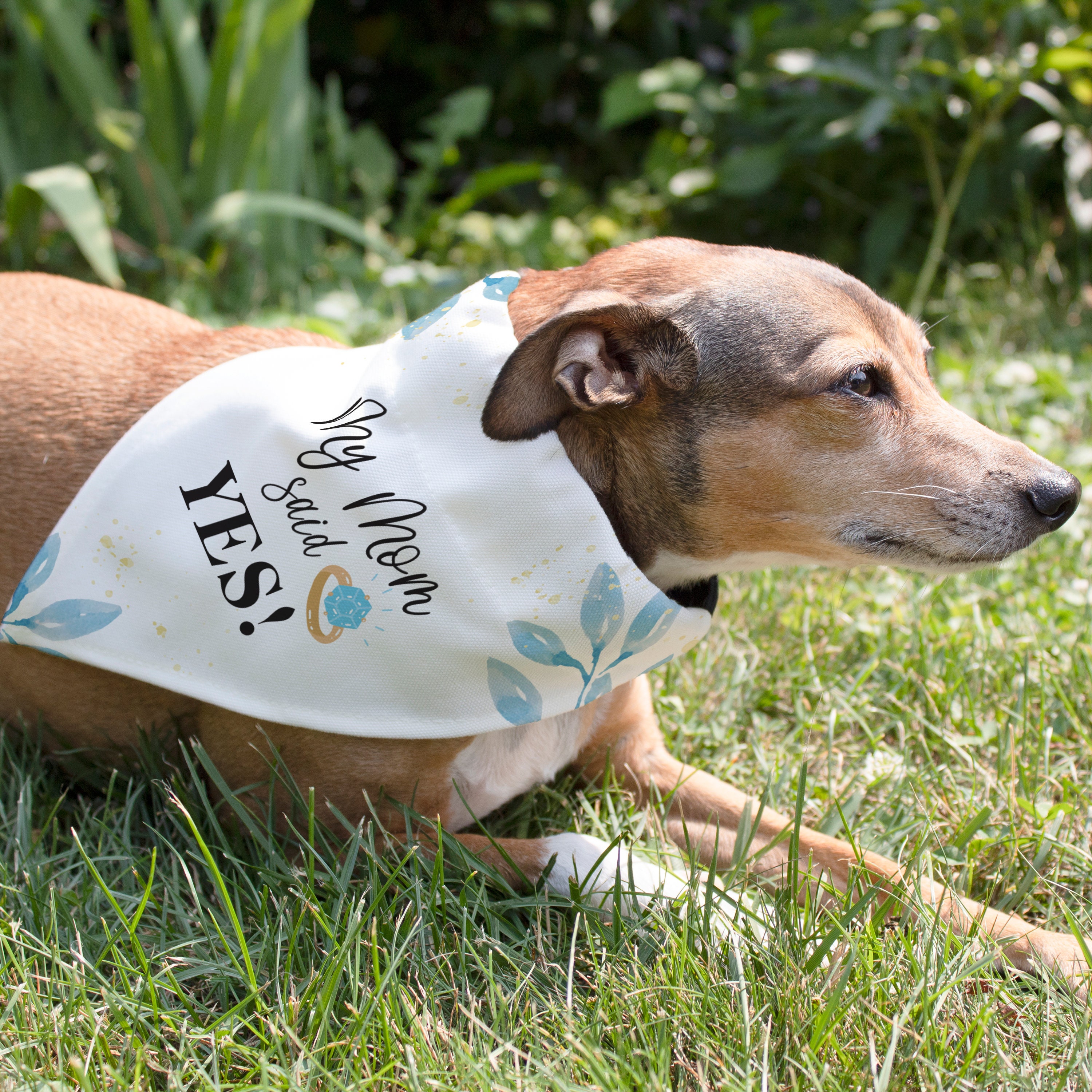 Dog Ring Bearer Ring Holder Pack Dad Asked And Mom Said Yes Dog