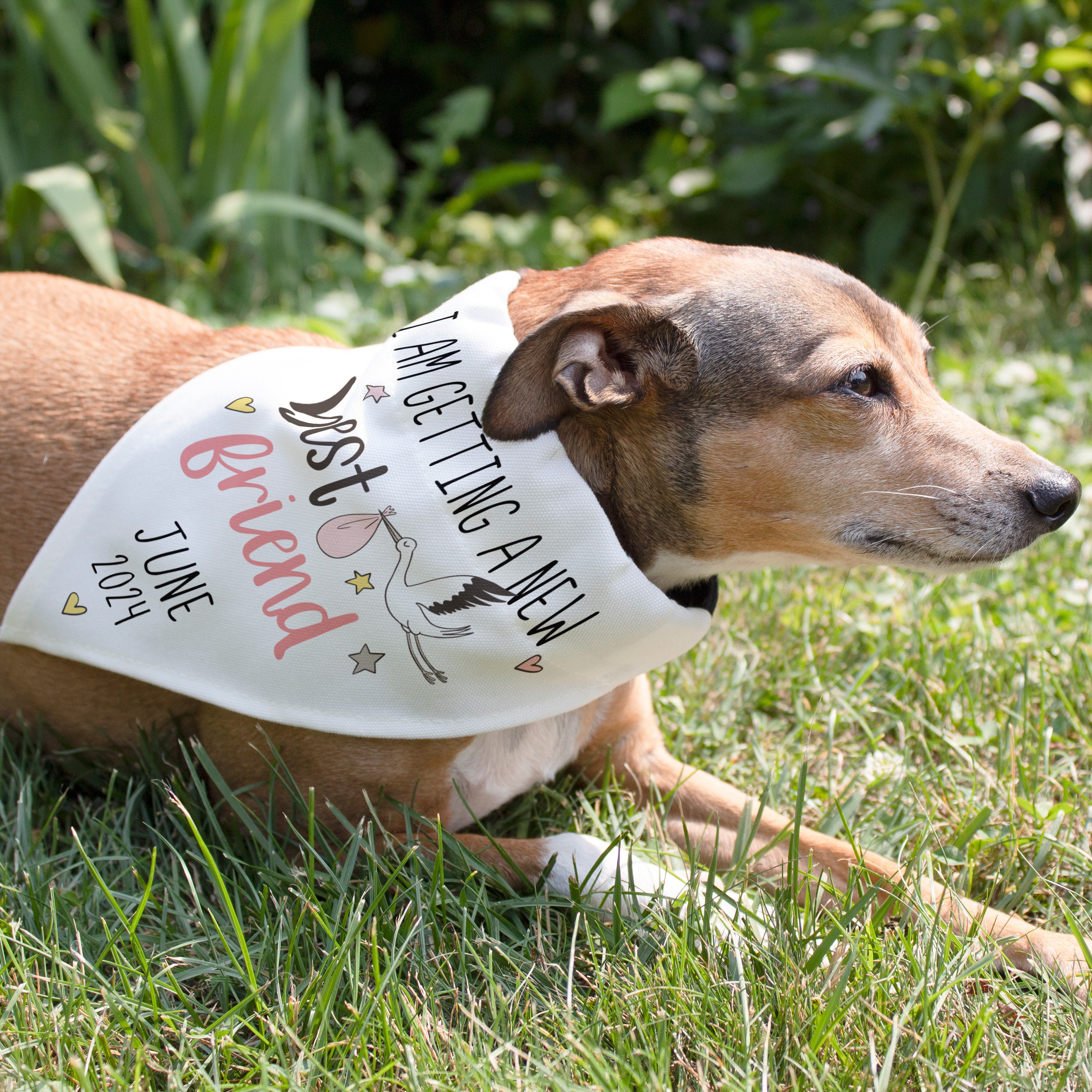 Pregnancy Reveal Ideas PICKUPIK Sooner To Be Big Brother Dog