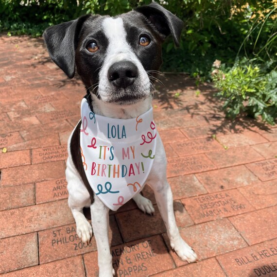 Custom Birthday Bandana for Dog Dog Birthday Collar Gift Over the Collar Bandana for Dog Dog Birthday Party Customized Dog Birthday Etsy