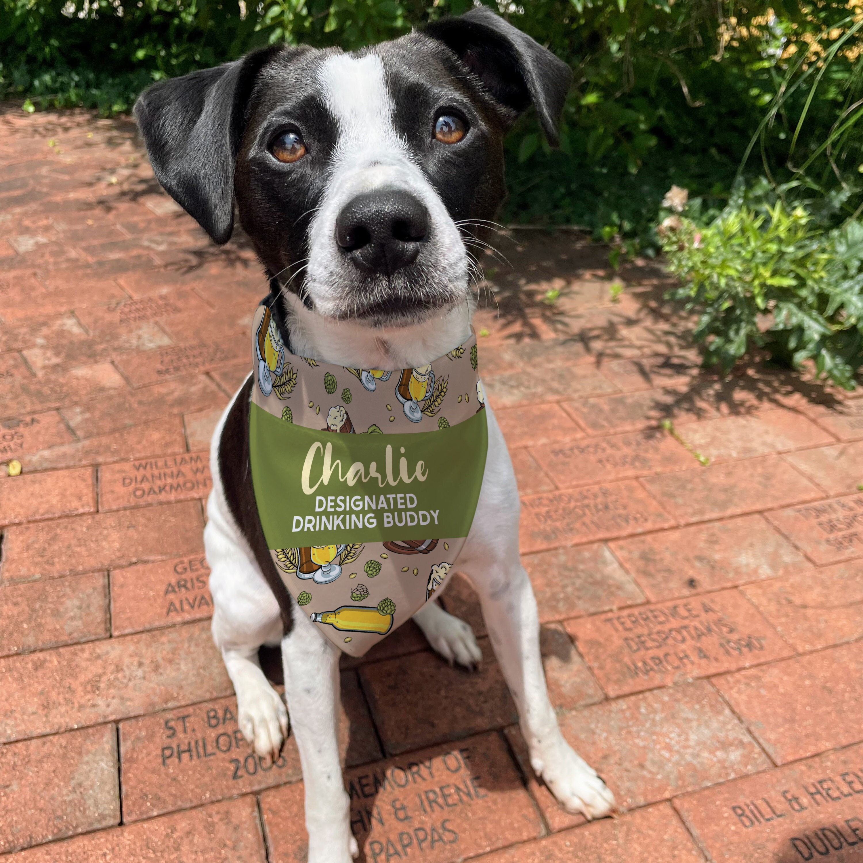 Drinking buddy dog bandana sale