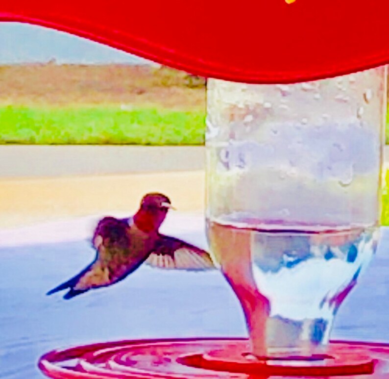 Hummingbird HumBrella Feeder Shade Umbrella Cover For Etsy