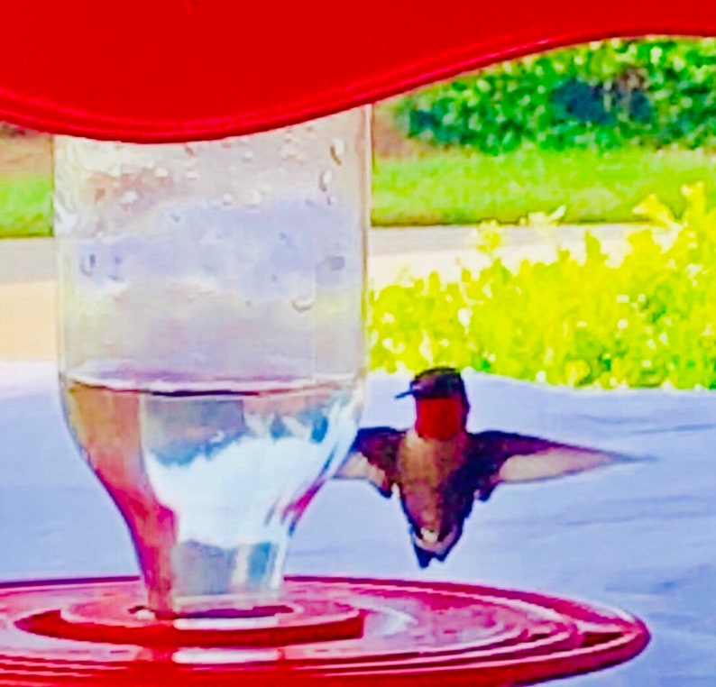 Hummingbird HumBrella Feeder Shade Umbrella Cover For Etsy