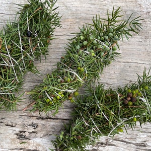 Könnte beinhalten: Drei Bündel Wacholderzweige, die mit Schnur zusammengebunden sind. Die Zweige sind grün und haben kleine, runde, grüne Beeren.