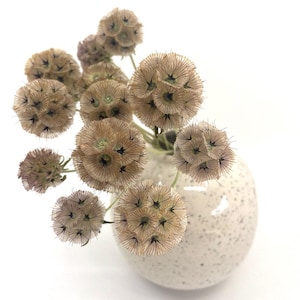 Dried flowers bouquet natural colours, home decoration