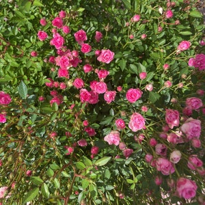 Bunch of Mini Dried Roses, Naturally Dried Roses, Crafts Supply ...