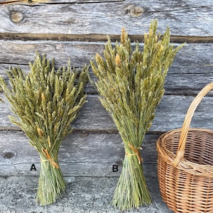 Sweet Vernal grass, Vanilla grass, Anthoxanthum odoratum, dried meadow grass bouquet 100pcs, home decor, floristic supply