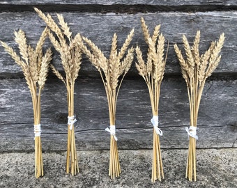 May include: Five bundles of dried wheat stalks tied with white string against a weathered wooden background.