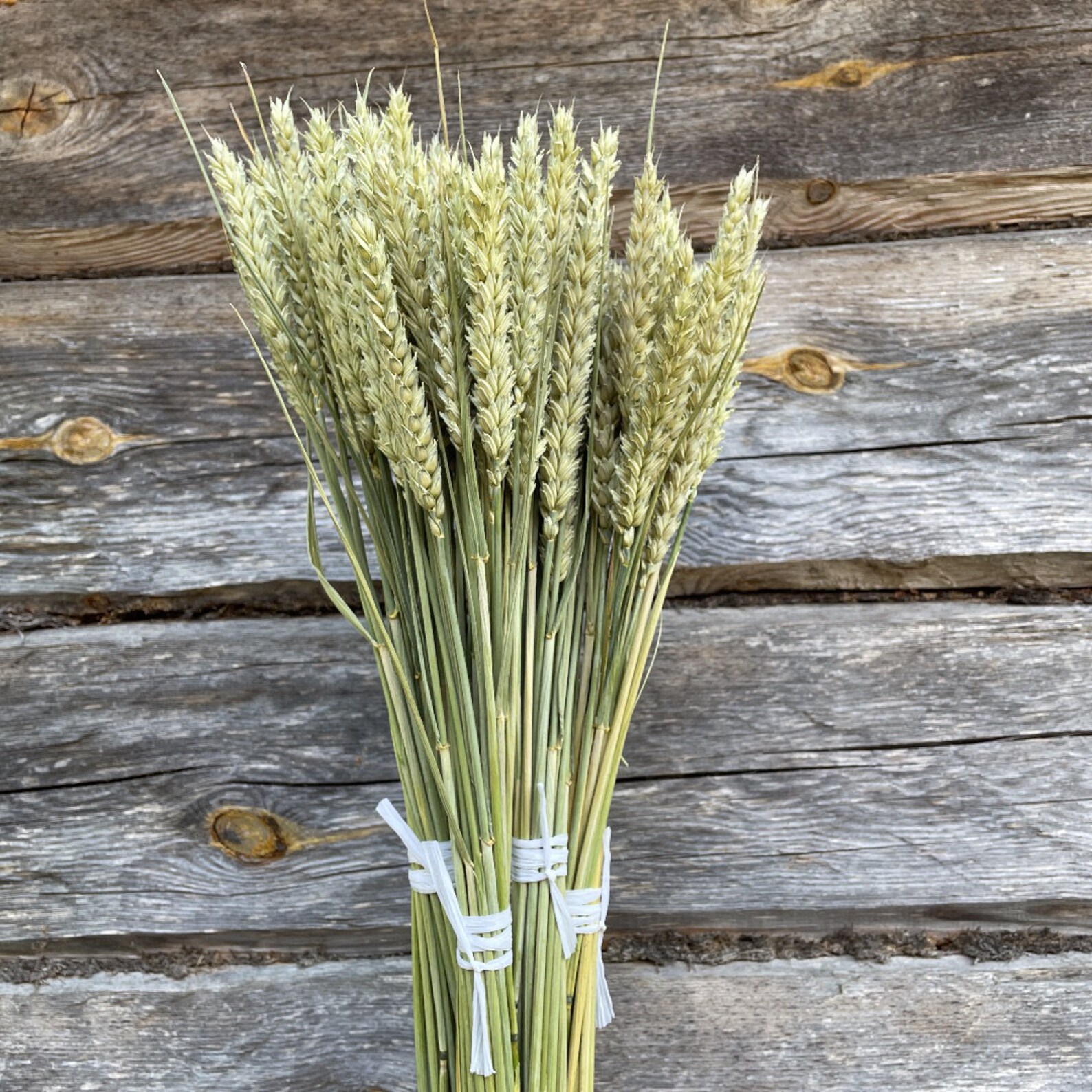 Dried Wheat Bundle Wheat Bunch Dried Wheat Bouquet Home Decor Etsy