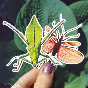 Leaf bug sticker, Malayan jungle nymph, Heteropteryx dilatata, insect, original illustration