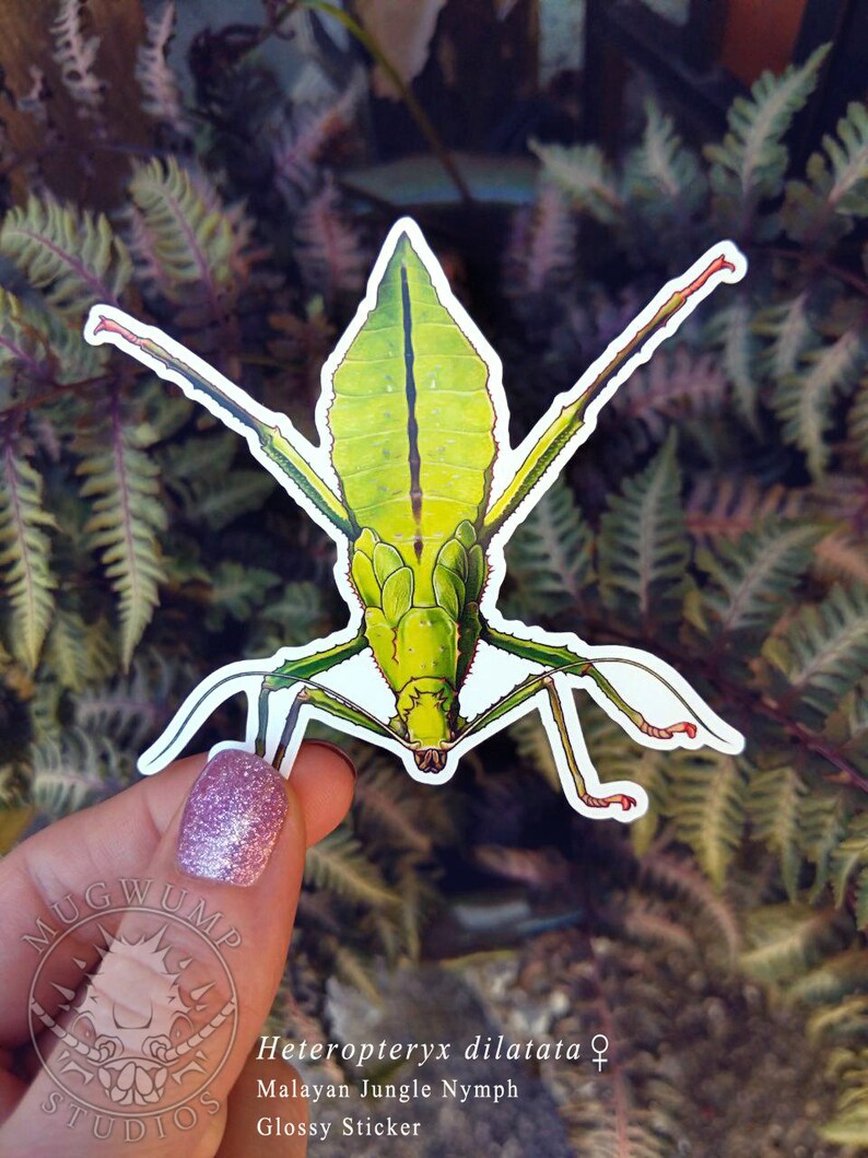 Leaf Bug Sticker, Malayan Jungle Nymph, Heteropteryx Dilatata, Insect ...