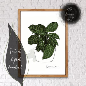 Calathea Zebrina