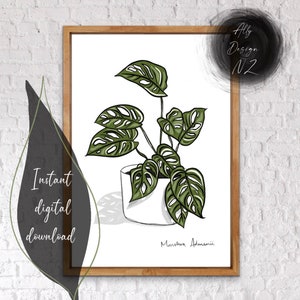 Monstera Adansonii