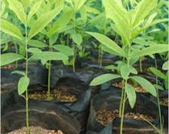 White Sandalwood Etsy