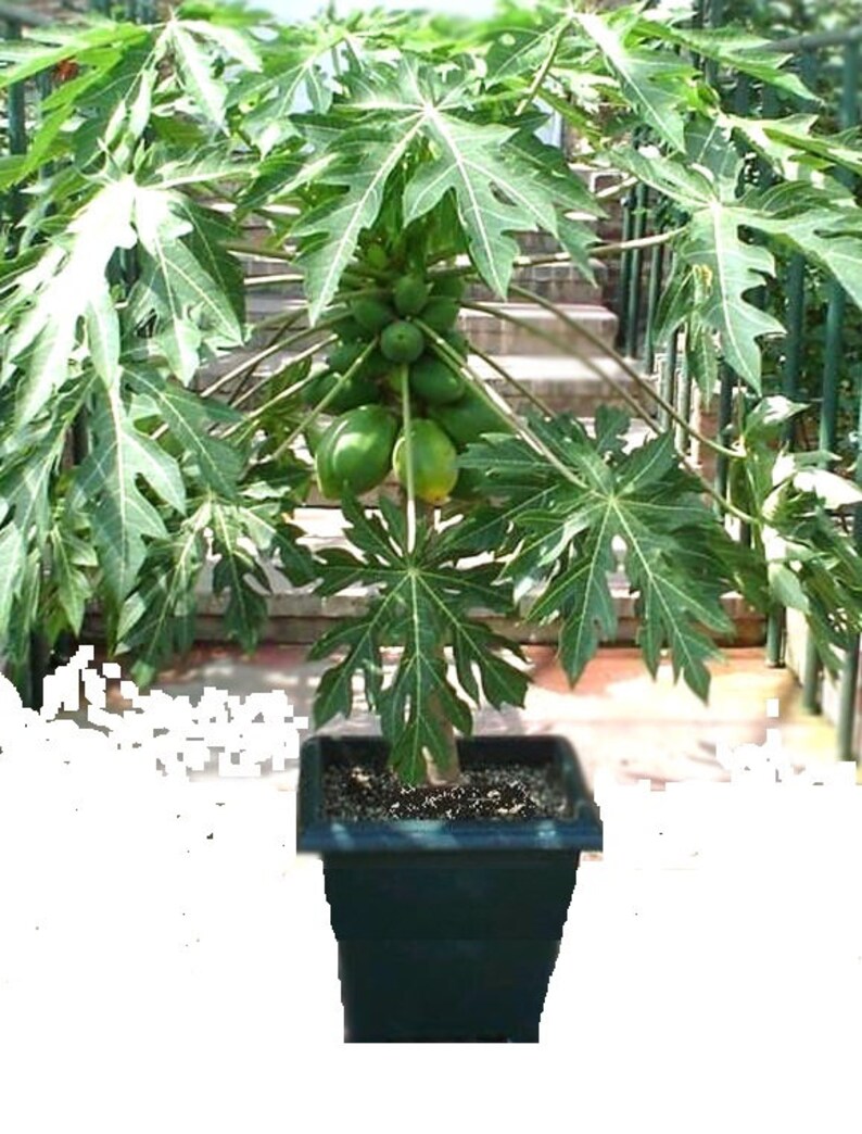 Росток папайи. Папайя дынное дерево. Папайя дынное дерево комнатное. Семена папайя дынное дерево. Папайя ред леди.