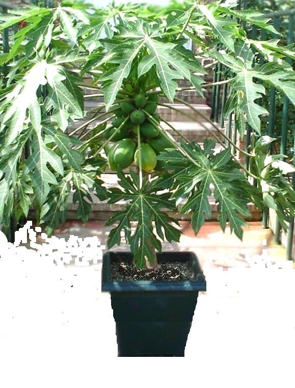 Dwarf Papaya Carica Papaya Red Lady Papaya Fruit Tree Etsy Australia