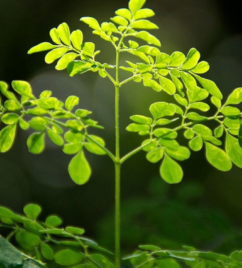 Dwarf High Yield Moringa PKM 1 Hybrid Oleifera Seeds Etsy.