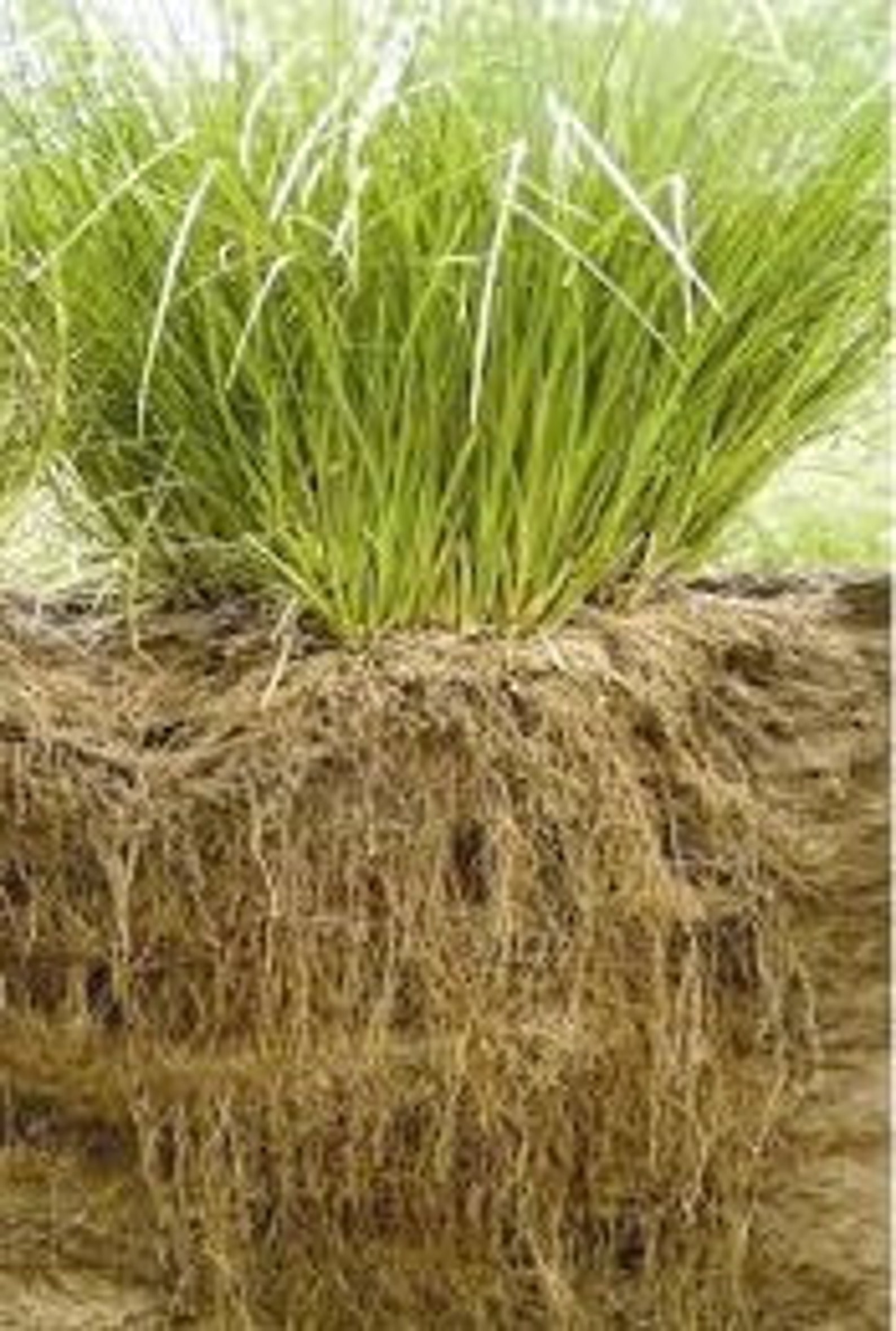 Chrysopogon Zizanioides Roots Vetiver Roots Khus Khus Etsy