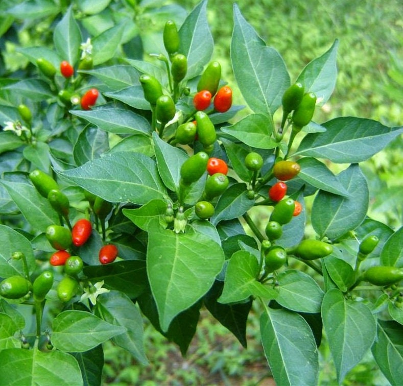Hot Pepper Seeds African Bird Eye Chilli Hot Thai Pepper Etsy
