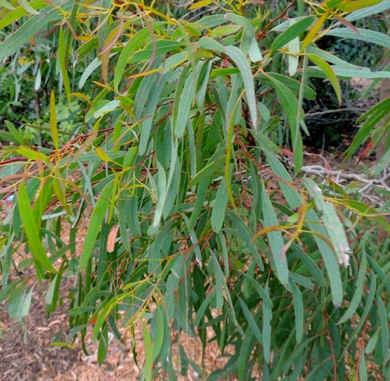 Eucalyptus Grandis Tree Seed Flooded Gum Rose Eucalyptus Etsy