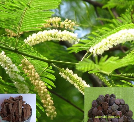 Acacia Catechu Tree Seed Cutch Tree Heartwood Seed 25 Etsy Acacia Catechu Tree Seed Cutch Tree Heartwood Seed 25 Etsy