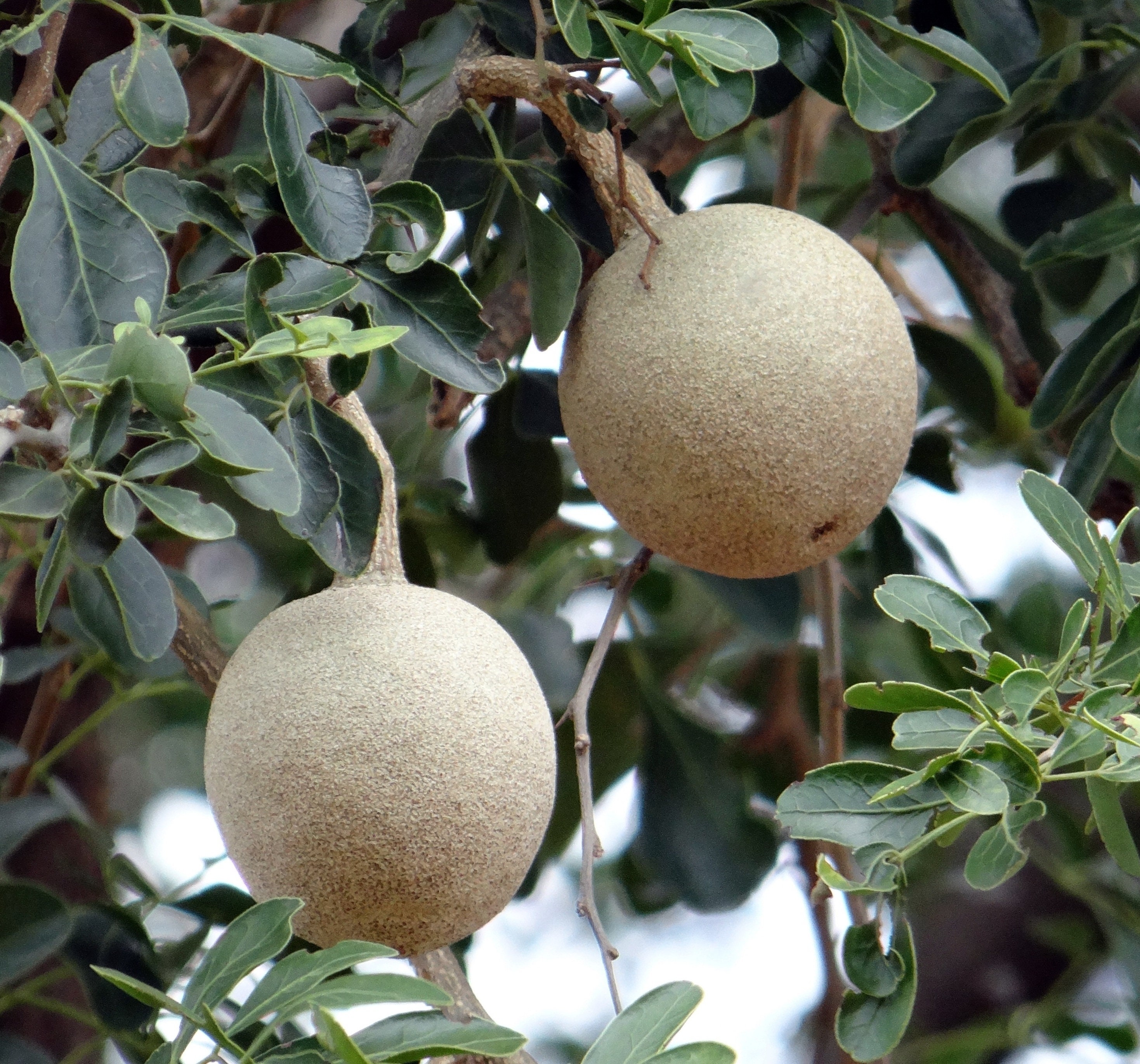 Wood Apple Tree Seed Limonia Acidissima Elephant Apple Etsy Canada