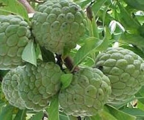 guanabana è buono per la perdita di peso