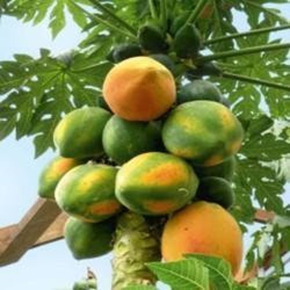 Dwarf Papaya Carica Papaya Red Lady Papaya Fruit Tree Etsy Australia