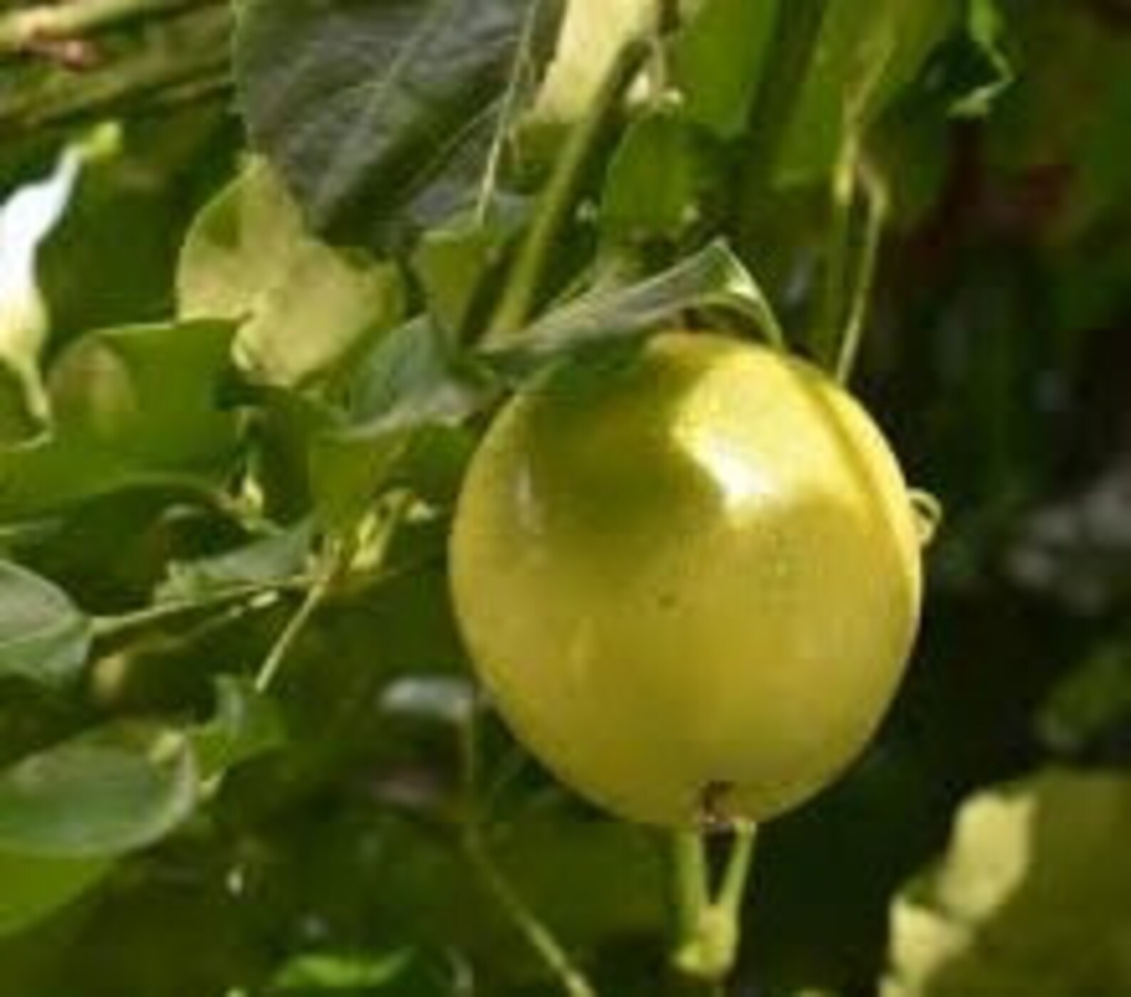 20 Yellow Passion Fruit Vine seedsPassiflora Edulis Etsy